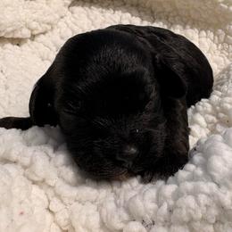 Blueberry - Black female Cavapoo puppy in El Sobrante, California from Mckendra's Legacy