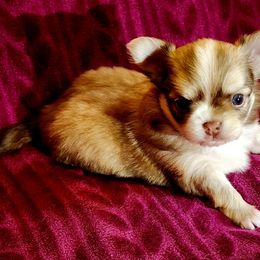 Chihuahua Puppies from Chosen Chihuahuas