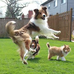 Shetland Sheepdog All Grown Up from Leigh Hi Shelties