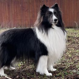 Shetland Sheepdog All Grown Up from Luxe Shetland Sheepdogs