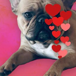 Wrinkles - French Bulldog