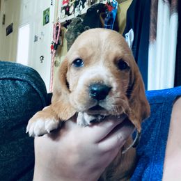 Julia - Mahogany and white female Basset Hound puppy in Tollesboro, Kentucky from Low and Slow Bassets