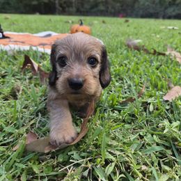 Dachshund Puppies from Jennifer Starkey