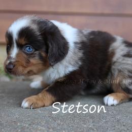 Stetson - male Miniature Australian Shepherd puppy in Godley, Texas from Flying H Toy and Mini Aussies