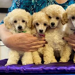 Poodle Puppies from Zoelle Poodles