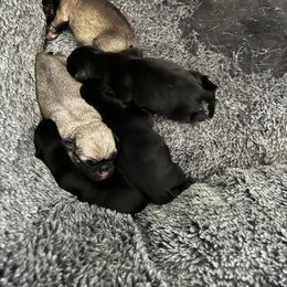 Pug Puppies from Lynnette's Pugs