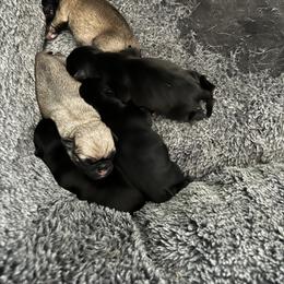 Pug Puppies from Lynnette's Pugs