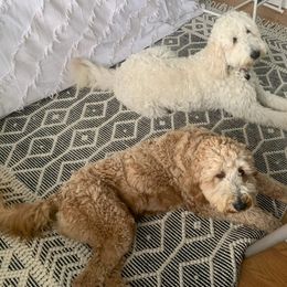 Goldendoodle All Grown Up from Doo a Little Doodle