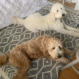 Goldendoodle All Grown Up from Doo a Little Doodle