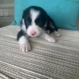 Luke - Black and white male Border Collie puppy in Winnsboro, Texas from Pecan Grove Pups