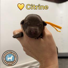 Citrine - Chocolate male Labrador Retriever puppy in Elloree, South Carolina from Moonlight Kennels LLC