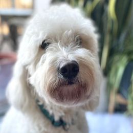 Stella - Goldendoodle