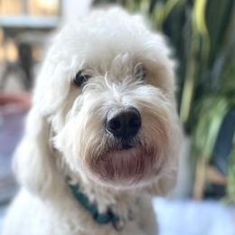 Stella - Goldendoodle