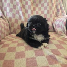 Cleo - Black female Pekingese puppy in Kingman, Arizona from Faithlyn Harvey
