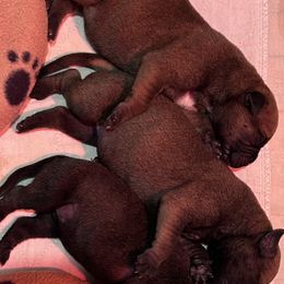 Bullmastiff Puppies from Curnwood’s Bullmastiff’s