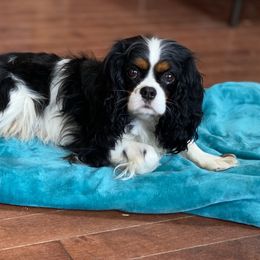 Sophie - Cavalier King Charles Spaniel