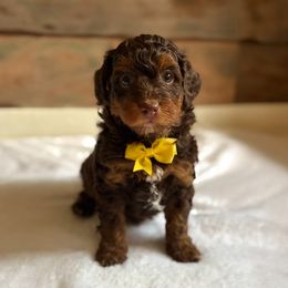 Thor - Brown male Bernedoodle puppy in Munster, Indiana from Miranda’s Sunshine Poodles and Doodles