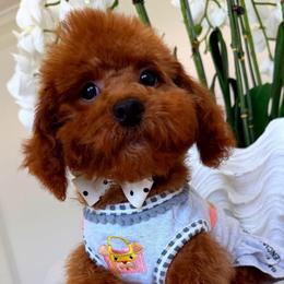 RUBY - Red female Maltipoo puppy in Sugar Land, Texas from Celebrity Maltipoos