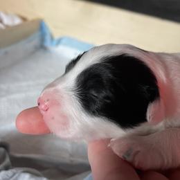 Sporty Mix Puppies from Seay's Sporty Mixes