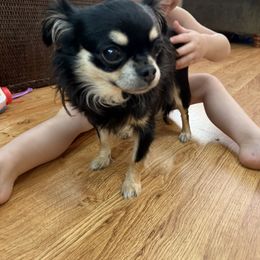 Treasure - Black female Chihuahua puppy in Laurel, Mississippi from Home of Tiny Chihuahuas