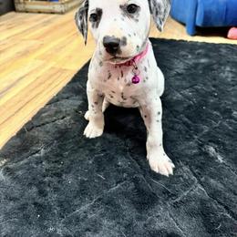 Dalmatian, Poodle, and Rhodesian Ridgeback Puppies from Ruffles, Ridges, & Spots!
