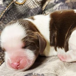 Scout - Liver white and tan female English Springer Spaniel puppy in Derby, Vermont from Ledge N' Tree English Springer Spaniels