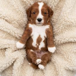 Mario - Red male Cavapoo puppy in Salt Lake City, Utah from SunnySide Mini Doodles
