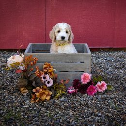 Goldendoodle Puppies from Hogan Family-Raised F1b Gooldendoodles