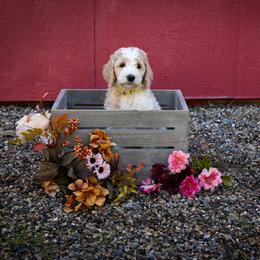 Goldendoodle Puppies from Hogan Family-Raised F1b Gooldendoodles