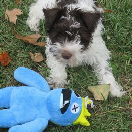 Rosy - Parti female Miniature Schnauzer puppy in Chattanooga, Tennessee from Oodles of Cuties!