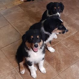 Australian Shepherds from Oxford Aussies