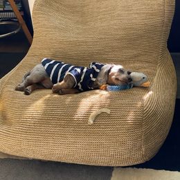 Dachshund Puppies from Aster Creek Kennel