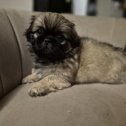 Pekingese Puppies from Megan Day