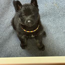Daisy - Bi-color female German Shepherd puppy in Salem, Virginia from Vom Kylohaus German Shepherds