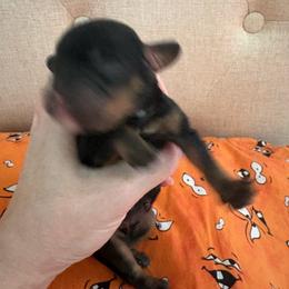 Blk and tan boy - Black and tan male Cavalier King Charles Spaniel puppy in Melbourne, Florida from Majestic Cavaliers of Melbourne FL