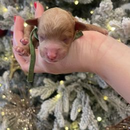 Goldendoodle and Maltipoo Puppies from Pnwfamilydoodles