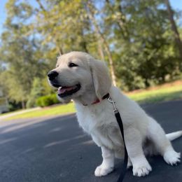 Golden Retriever Puppies from Smokey Mountain English Goldens