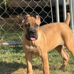 Girl one - Fawn female Cane Corso puppy in Granbury, Texas from Revolutions Kennel