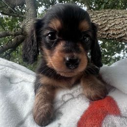 Akc male 1 - Black and tan male Dachshund puppy in De Soto County, Florida from Countridox Dachshunds