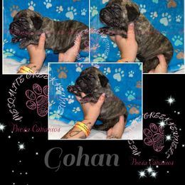 Gohan - Tiger Perro de Presa Canario puppy in El Paso, Texas from Mesquite Creek Kennels