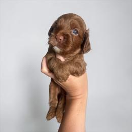 Franklin - Buff male Cockapoo puppy in 77304, Texas from Little Valley Puppies