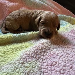 Star - Apricot female Cavapoo puppy in Gainesville, Florida from Alyssa Xxweetdoodles