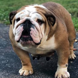 Bulldogs and French Bulldogs from Blair Bulldogs