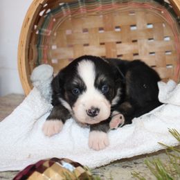 Wesley - Black tri-color male Australian Shepherd puppy in Honey Brook, Pennsylvania from New Adventures Puppies