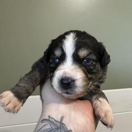 Puma - Blue merle female Australian Shepherd puppy in London, Kentucky from Kenmont Kennels