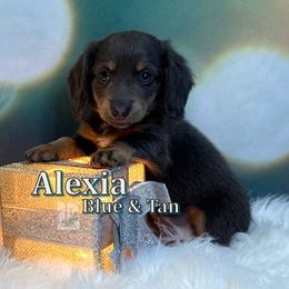 Alexia - Blue and tan female Dachshund puppy in Waseca, Minnesota from Dragonfly Doxies