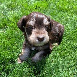 Miniature Schnauzer Puppies from Star Schnauzers