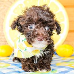 Tiny Tucker - Brown male Poodle puppy in Hugo, Oklahoma from Ann R.