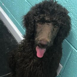 Labradoodles and Poodles from Salley Mcintyre's Labradoodles and Poodles