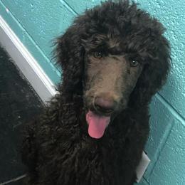 Labradoodles and Poodles from Salley Mcintyre's Labradoodles and Poodles